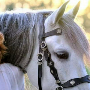 Paard van Sinterklaas