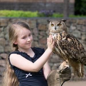 Roofvogels en Uilen