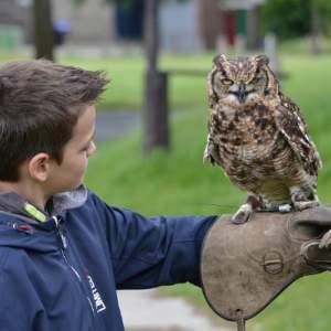 Roofvogels en Uilen