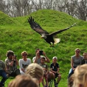 Roofvogels en Uilen