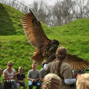 Roofvogels en Uilen