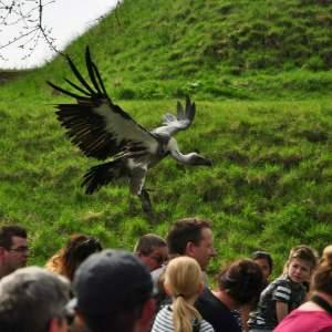 Roofvogels en Uilen