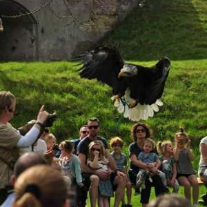 Roofvogels en Uilen