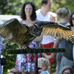 Roofvogels en Uilen