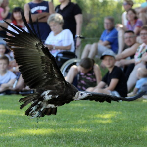 Roofvogels en Uilen