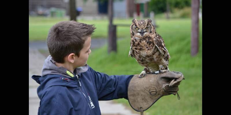 Roofvogels en Uilen